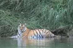 PM Modi Highlights Forest Staff and Community Role in Tiger Conservation