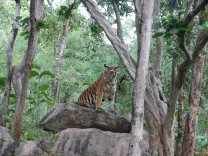 PM Modi marks Global Tiger Day, cites India's 70% share of world tigers