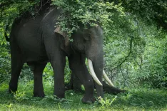 PM Modi marks World Elephant Day, highlights India's conservation record