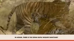 PM Modi praises Assam's wildlife conservation on Mann Ki Baat