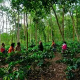 How Did PM Modi's Praise for Koraput Coffee Uplift Local Farmers?
