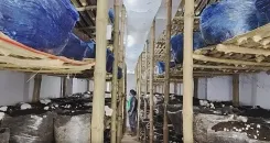 पीएमएफएमई योजना से शेखपुरा के संजीत वर्णवाल का मशरूम कारोबार, 10 से अधिक को दे रहे रोज़गार