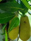 कटहल के स्वास्थ्य लाभ: विटामिन C, फाइबर और एंटीऑक्सीडेंट का प्राकृतिक खजाना