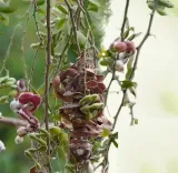 जंगल जलेबी: पोषण का अद्भुत स्रोत जो इम्युनिटी और हड्डियों को बनाता है मजबूत