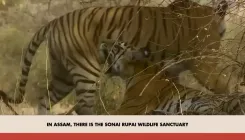 Pradhan hails Assam's wildlife revival via Mann Ki Baat