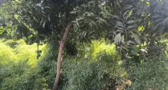 PM मोदी ने यूएई राष्ट्रपति को भेंट किए गुजरात के केसर आम, वलसाड के किसानों में नई उम्मीद