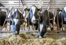 Tamil Nadu private dairies urge CM Vijay to end Aavin subsidy advantage