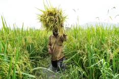 Rabi crop procurement hits 3,921 LMT; MSP payouts surge to ₹8.36 lakh crore