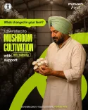 Punjab CM Mann extends ₹80,000 subsidy for mushroom units