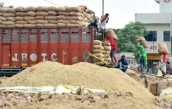 क्या पंजाब में धान खरीद में संगरूर और गोदामों तक फसल पहुंचाने में पटियाला नंबर वन है?