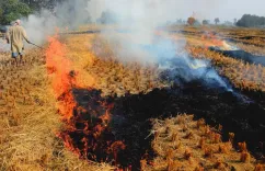 पंजाब पराली जलाने पर कार्रवाई: 29 सितंबर तक 52 घटनाएँ, ₹55,000 का पर्यावरणीय मुआवज़ा लगाया