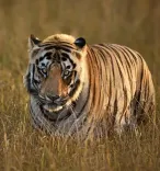 Puri hails India's tiger conservation on International Tiger Day