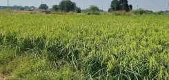 रबी फसलों के एमएसपी में बड़ी बढ़ोतरी: कुसुम में ₹675, गेहूं ₹2,610 प्रति क्विंटल तय