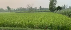 क्या रबी फसलों के एमएसपी में बढ़ोतरी से सहारनपुर के किसानों की खुशहाली बढ़ेगी?
