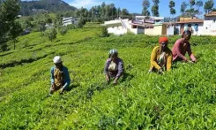 Nilgiris tea output halved by 55% monsoon deficit in Tamil Nadu