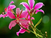 क्या कचनार के फूल रक्त को शुद्ध करने समेत कई औषधि गुणों से भरपूर हैं?