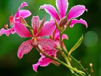 रक्त को शुद्ध करने समेत कई औषधि गुणों से भरपूर कचनार के फूल, कई समस्याओं से दिलाता है निजात 