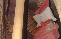 रांची के पास घर में घुस आया बाघ, बाहर जमा है हजारों की भीड़, 12 घंटे से चल रहा रेस्क्यू का प्रयास