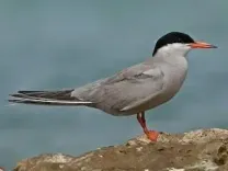 Have Rare Arctic and White-Cheeked Terns Been Spotted for the First Time in Tamil Nadu's Puthalam Saltpans?