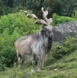 Rare wild goat Markhor seen in J&K’s Baramulla  