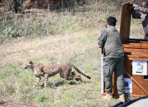 क्या राष्ट्रपति द्रौपदी मुर्मू ने मोकोलोडी नेचर रिजर्व का दौरा किया और बोत्सवाना ने भारत को चीते सौंपे?