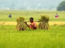 Regenerative agriculture gains ground in India to restore soil health, lift farm resilience