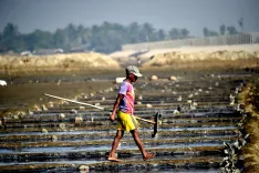 Bangladesh pesticide use surges 80x, farmland fertility at crisis point