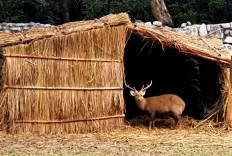 What measures are being taken for zoo animals in Punjab during winter?