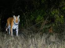 Royal Bengal Tiger returns to Arunachal sanctuary after 20 years