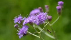 क्या सहदेवी आयुर्वेद की चमत्कारी जड़ी-बूटी है, जो किडनी से लेकर लिवर तक की रक्षक है?
