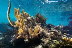 कोरल रीफ: समुद्री पारिस्थितिकी का आधार और कोरल ब्लीचिंग का खतरा