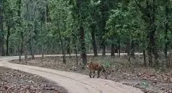 संजय टाइगर रिजर्व: नर बाघों का संघर्ष थमा, बाघिन टी-40 तीन शावकों संग पर्यटन क्षेत्र में लौटी