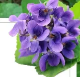 क्या सर्दियों में संजीवनी बनफशा का काढ़ा कई रोगों की दवा है?