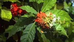 सर्पगंधा: आयुर्वेद की शक्तिशाली औषधि, जो ब्लड प्रेशर, तनाव और अनिद्रा को करे दूर