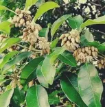 क्या मौलश्री एक सर्वगुण संपन्न औषधि है: पुरानी खांसी से त्वचा रोग तक राहत देती है?