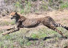 सवाई माधोपुर में चीता जंगल की ओर लौटा, वन विभाग ने जारी की चेतावनी