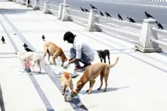 What is the Supreme Court's stance on those feeding stray dogs in public?