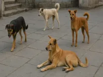 Will the Supreme Court Address Stray Dog Management Tomorrow?