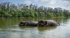 Will the SC Investigate the 'Unlawful Captivity of Elephants' at Vantara?