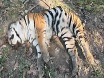 Another Tiger Carcass Discovered in Kaziranga National Park?