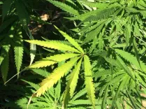 Nepal marijuana fills void left by Northeast security crackdown