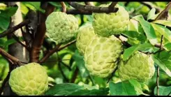 Seoni Jumbo Custard Apple gets GI Tag, a win for 3,000 tribal farmers in MP