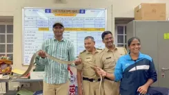 शाहरुख खान के 'मन्नत' में मिला 8 फीट लंबा धामण सांप, वन विभाग ने किया सुरक्षित रेस्क्यू