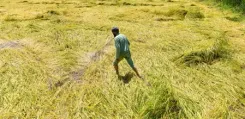 Sharad Pawar to tour Maharashtra drought regions from Sep 28