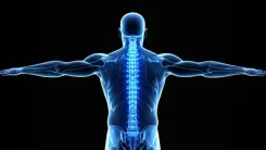 शरीर का पिलर, प्रोटेक्टर और शॉक एब्जॉर्बर है रीढ़ की हड्डी, जानिए कैसे करता है काम