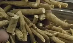 शरीर और मन दोनों के लिए वरदान है ‘इंडियन जिनसेंग’, इन लोगों को बरतनी चाहिए सावधानी 