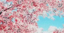 Shillong Cherry Blossom Festival 2026: New venue, Khalid and Swae Lee headline Nov 20-21