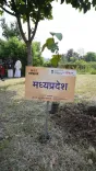 Shivraj Singh Chouhan plants saplings at Bhopal's Vande Mataram camp