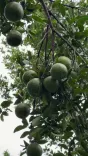 Shivraj Singh Chouhan Reviews Nagpur's Citrus Research Push