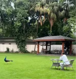 Shivraj Singh Chouhan Shares Peacock Encounter, Nature Reflection